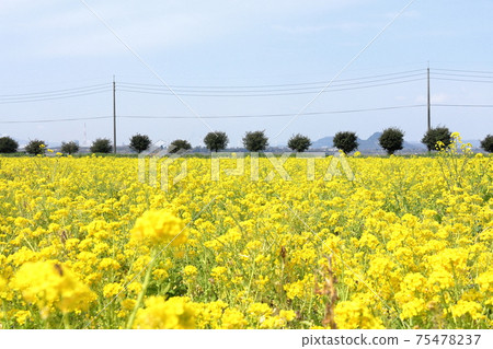 Rape field 9 75478237