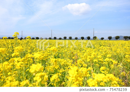 Rape field 10 75478239