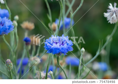 a bluish flower bud of a cornflower on a green background of flower stalks in a flower bed 75478498