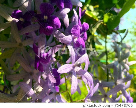 Sandpaper vine, Queens Wreath, Purple Wreath flower blooming in my garden photo. Sandpaper vine, Queens Wreath, Purple Wreath flower blooming in my garden photo. 75478706