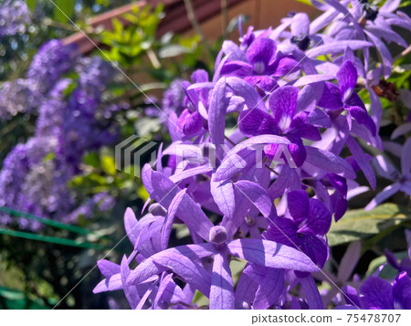 Sandpaper vine, Queens Wreath, Purple Wreath flower blooming in my garden photo. Sandpaper vine, Queens Wreath, Purple Wreath flower blooming in my garden photo. 75478707