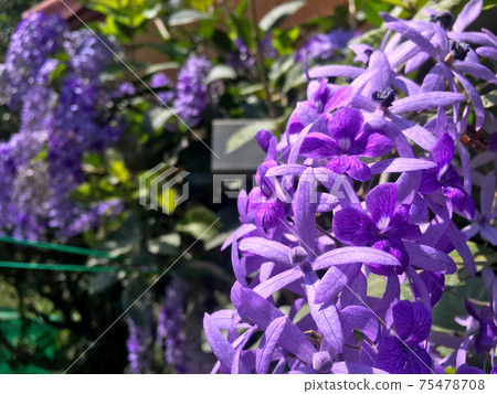 Sandpaper vine, Queens Wreath, Purple Wreath flower blooming in my garden photo. Sandpaper vine, Queens Wreath, Purple Wreath flower blooming in my garden photo. 75478708