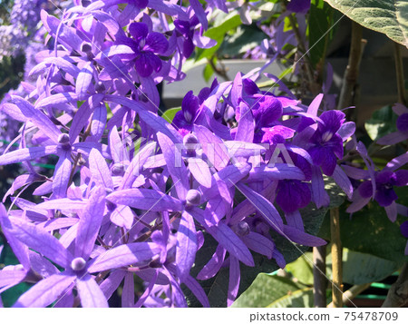 Sandpaper vine, Queens Wreath, Purple Wreath flower blooming in my garden photo. 75478709