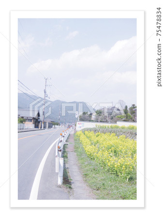 Film photo rape blossoms 75478834