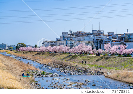 日本的春天神奈川縣南橋原沿川川一帶的春天，綠樹成蔭的櫻花盛開 75478851