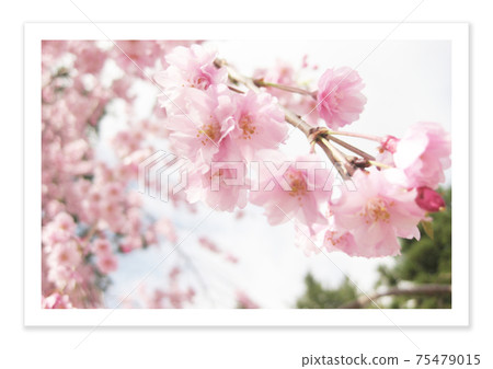 Film photo Sakura Film photo Sakura 75479015