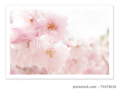 電影照片櫻花 75479016