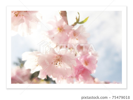 Film photo Sakura 75479018