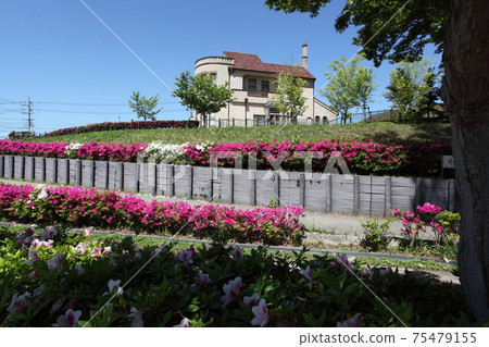 Azalea on the roadside 75479155