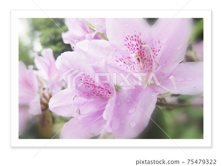 電影照片杜鵑花 電影照片杜鵑花 75479322