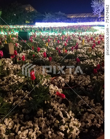 Illuminations and flowers Illuminations and flowers 75479462