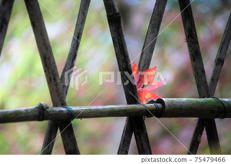 Fallen leaves sandwiched between bamboo fences Fallen leaves sandwiched between bamboo fences 75479466