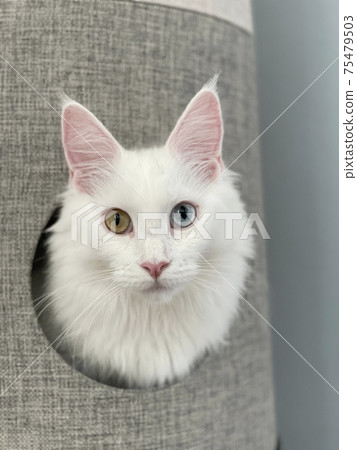 White cat 75479503