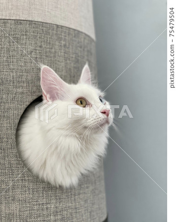White cat with a face 75479504