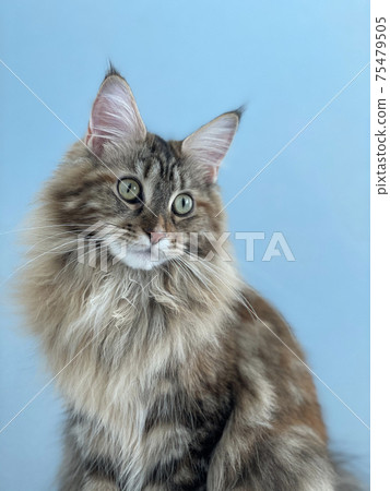 Kijitora kitten looking away 75479505