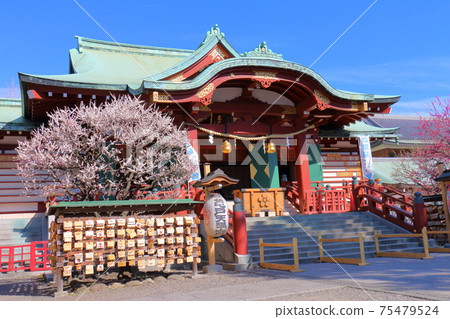 Ume of Kameido Tenjin, Koto-ku, Tokyo Ema-kake Plum Festival Ume of Kameido Tenjin, Koto-ku, Tokyo Ema-kake Plum Festival 75479524