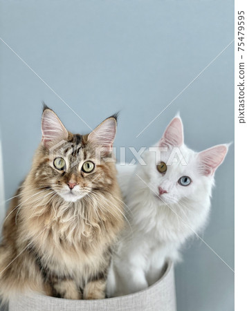 Good friends twin kittens 75479595