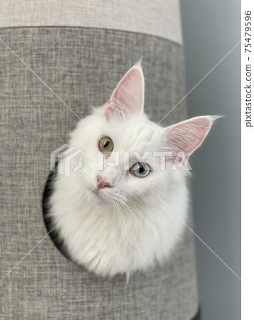A white cat that pops out 75479596