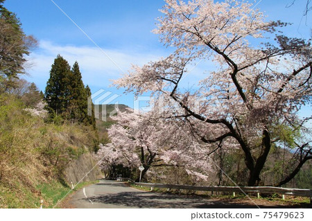 前島州立高速公路 小坂pass 愛媛高速公路 和福島縣櫻花國見町 照片素材 圖片 圖庫