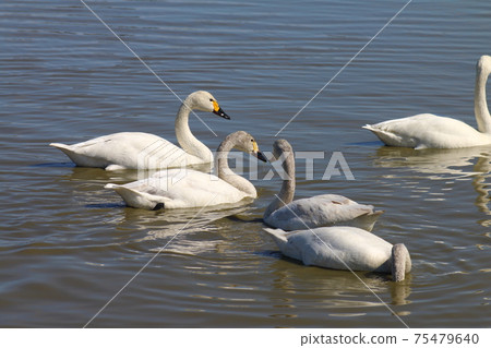 Swan Village in Motono, Inzai City, Chiba Prefecture Swan Village in Motono, Inzai City, Chiba Prefecture 75479640