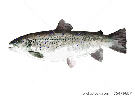 Brown trout 75479697
