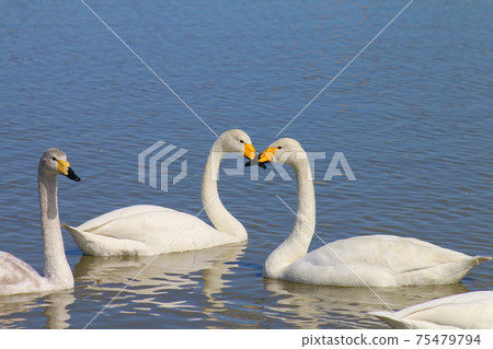 千葉縣印西市Motono的Swan村Swan Heart 75479794