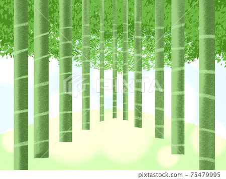 竹森林背景 竹森林背景 75479995