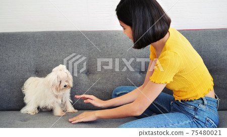 Beautiful woman playing with shihtzu dog on a sofa at home Beautiful woman playing with shihtzu dog on a sofa at home 75480021