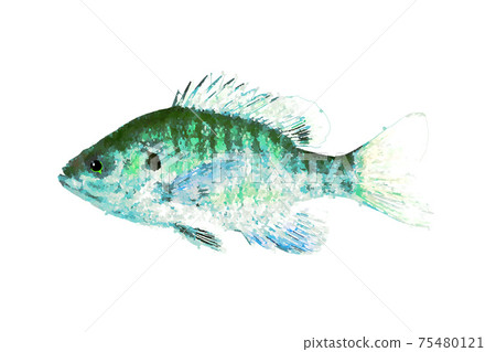 Blue Gill Blue Gill 75480121