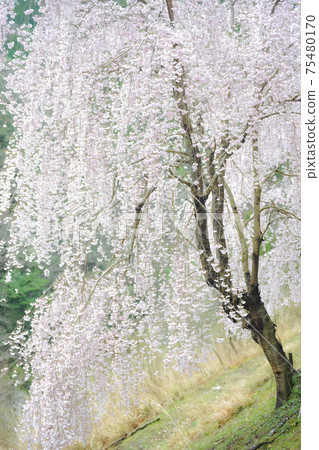 Weeping cherry tree Weeping cherry tree 75480170