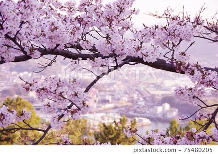 從櫻花偷看的尾道町 從櫻花偷看的尾道町 75480205
