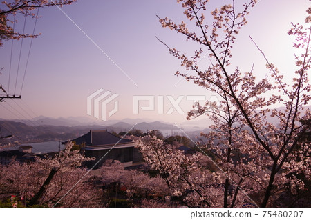 Sakura and the Seto Inland Sea seen from Mt. Senkoji 75480207