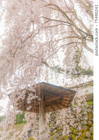 Cherry blossoms of Seikouji 75480241