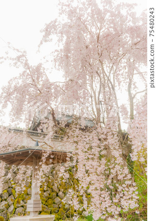 Cherry blossoms of Seikouji 75480243