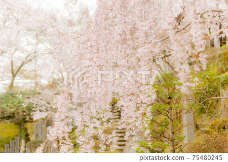 Cherry blossoms of Seikouji 75480245