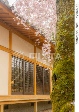 Seikouji的櫻花 75480248