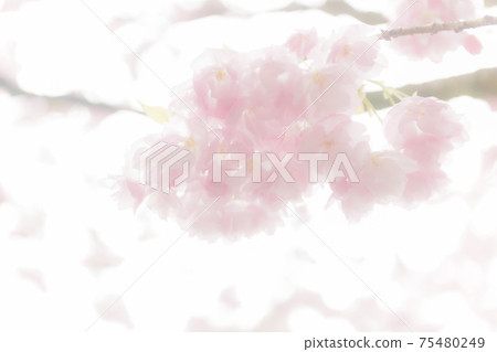 Cherry blossoms of Seikouji 75480249