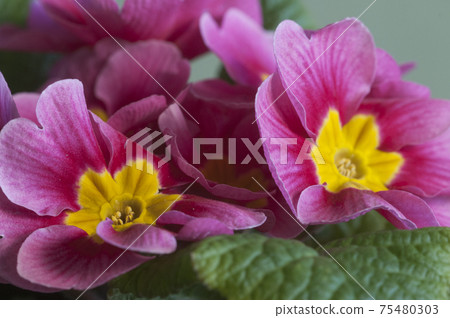 Common primrose flowers, close up shot Common primrose flowers, close up shot 75480303