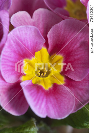 Common primrose flowers, close up shot Common primrose flowers, close up shot 75480304