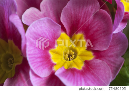 Common primrose flowers, close up shot 75480305