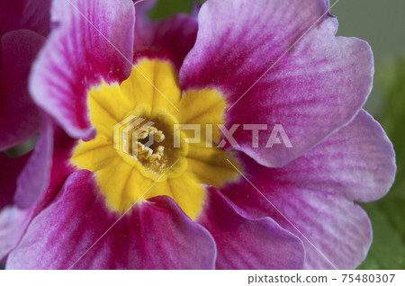Common primrose flowers, close up shot Common primrose flowers, close up shot 75480307