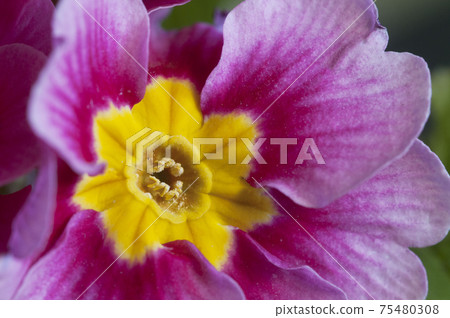 Common primrose flowers, close up shot Common primrose flowers, close up shot 75480308