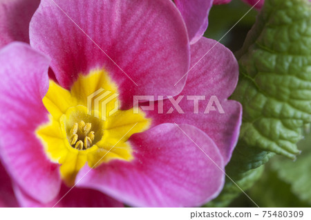 Common primrose flowers, close up shot Common primrose flowers, close up shot 75480309
