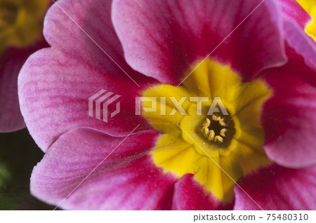Common primrose flowers, close up shot Common primrose flowers, close up shot 75480310