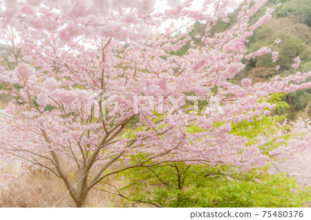 Cherry blossoms of Seikouji Cherry blossoms of Seikouji 75480376