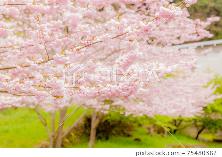 Cherry blossoms of Seikouji 75480382