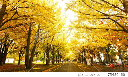 Hokkaido University Ginkgo bunches Hokkaido University Ginkgo bunches 75480460