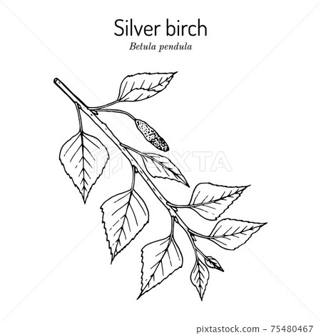 Silver birch betula pendula branch with green leaves 75480467