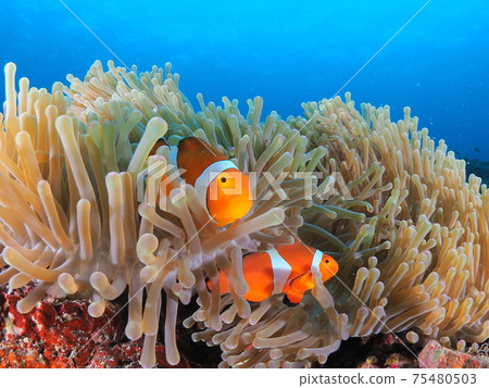 小丑anemonefish 小丑anemonefish 75480503