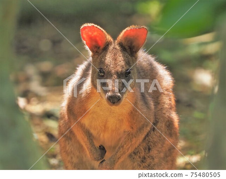Palma wallaby Palma wallaby 75480505